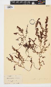 Image of Sargassum gracile