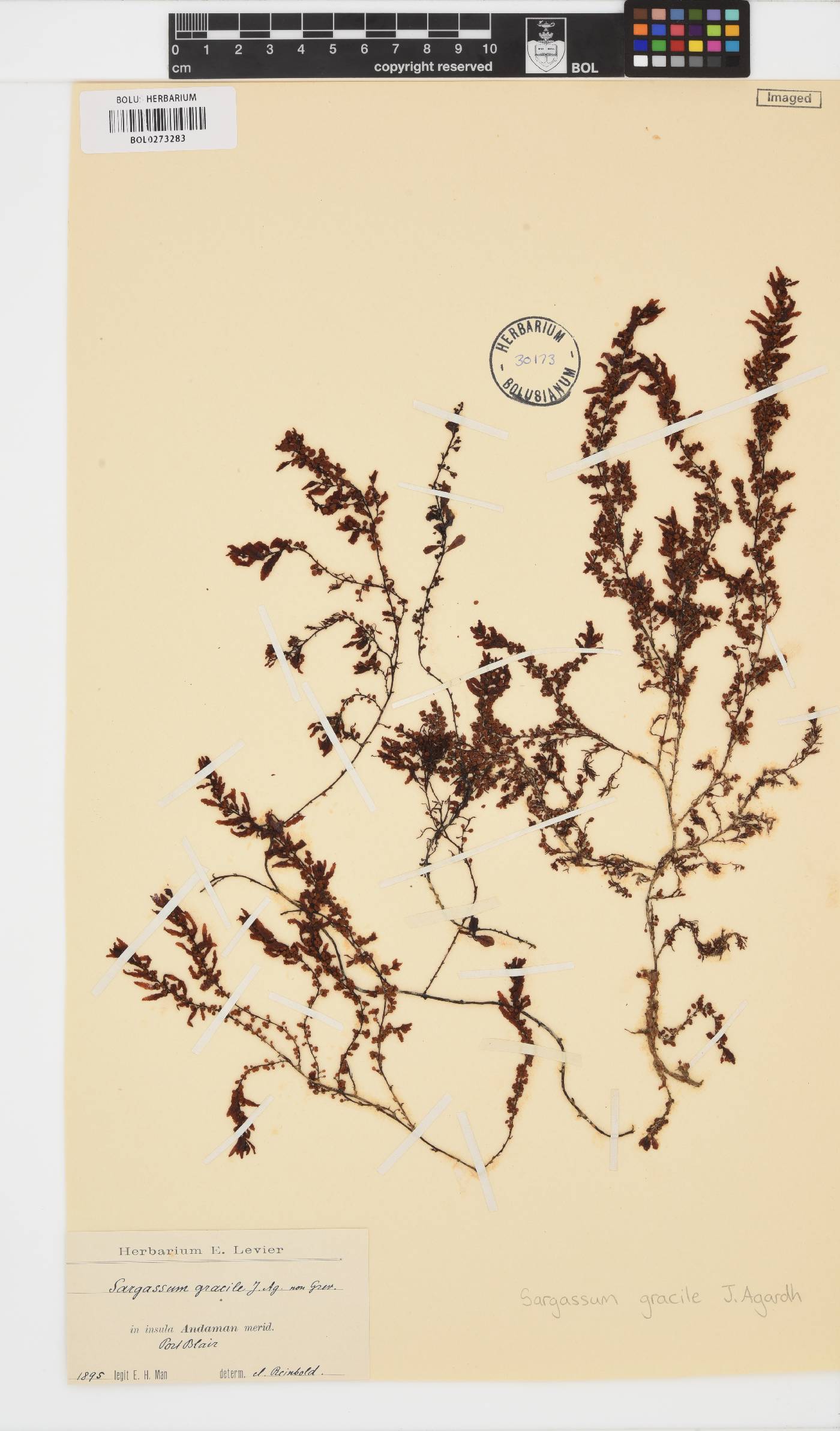 Sargassum gracile image
