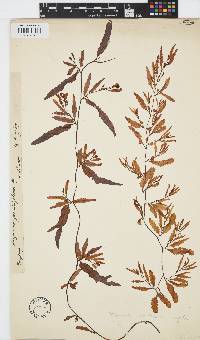 Image of Sargassum graminifolium