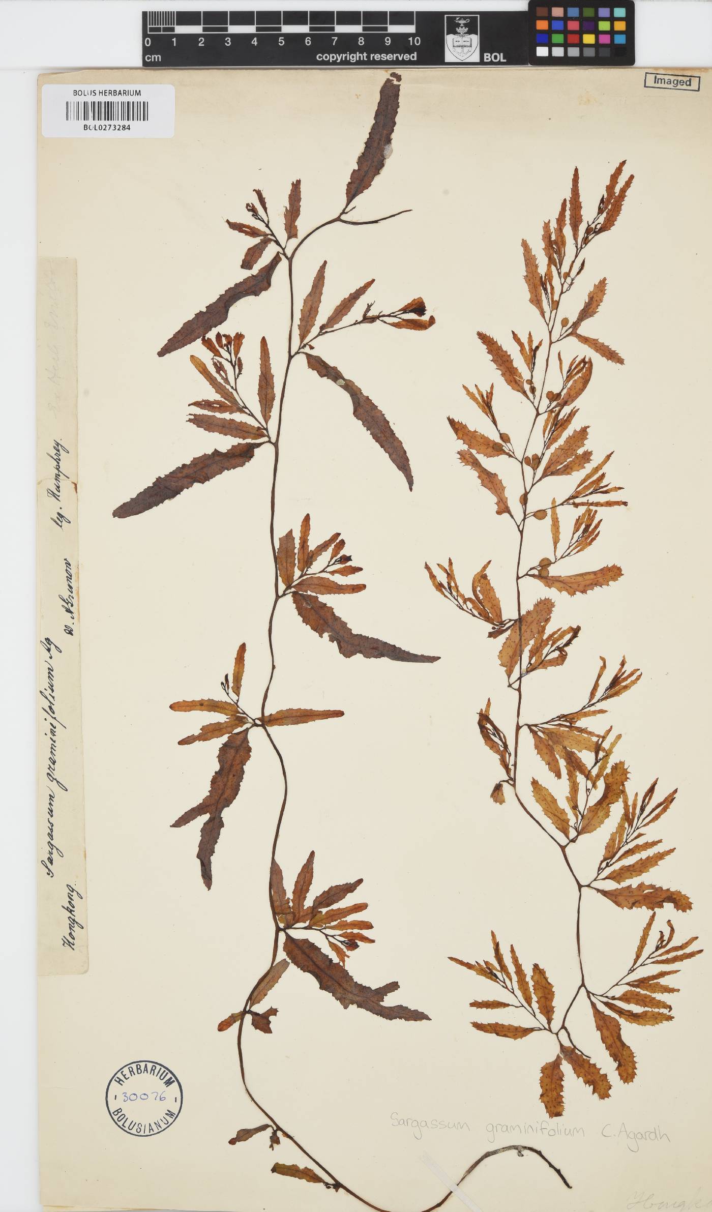 Sargassum graminifolium image