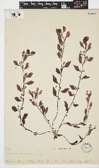 Sargassum hemiphyllum image