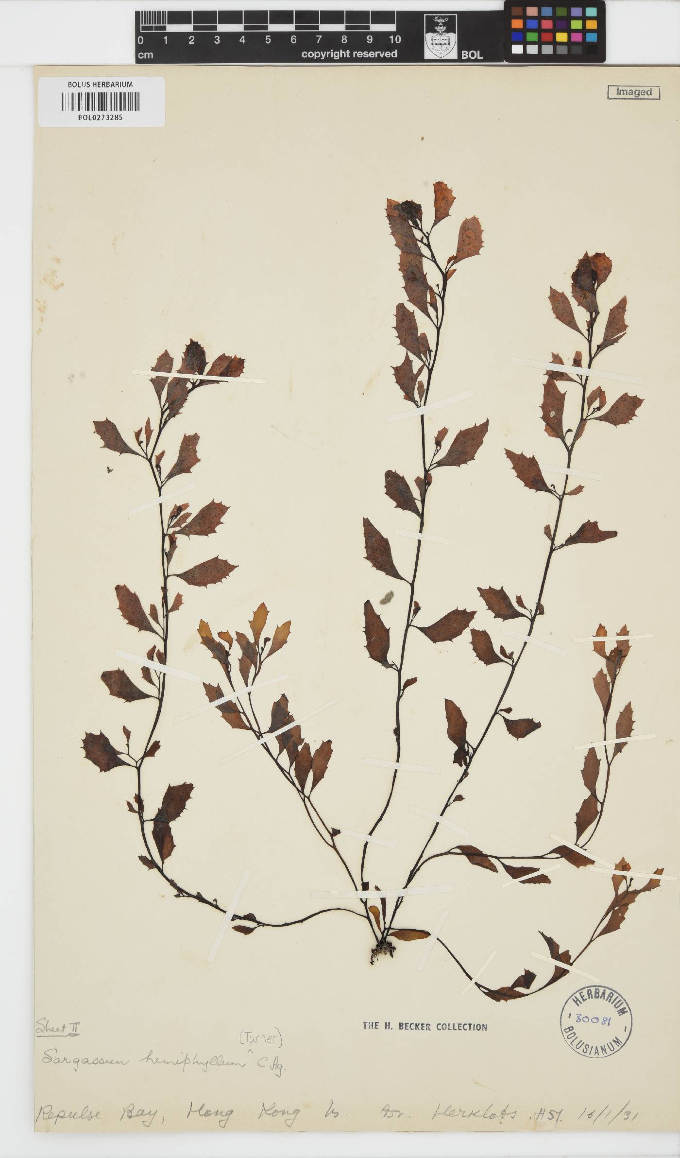 Sargassum hemiphyllum image