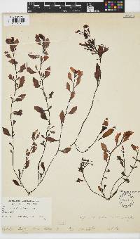 Sargassum hemiphyllum image
