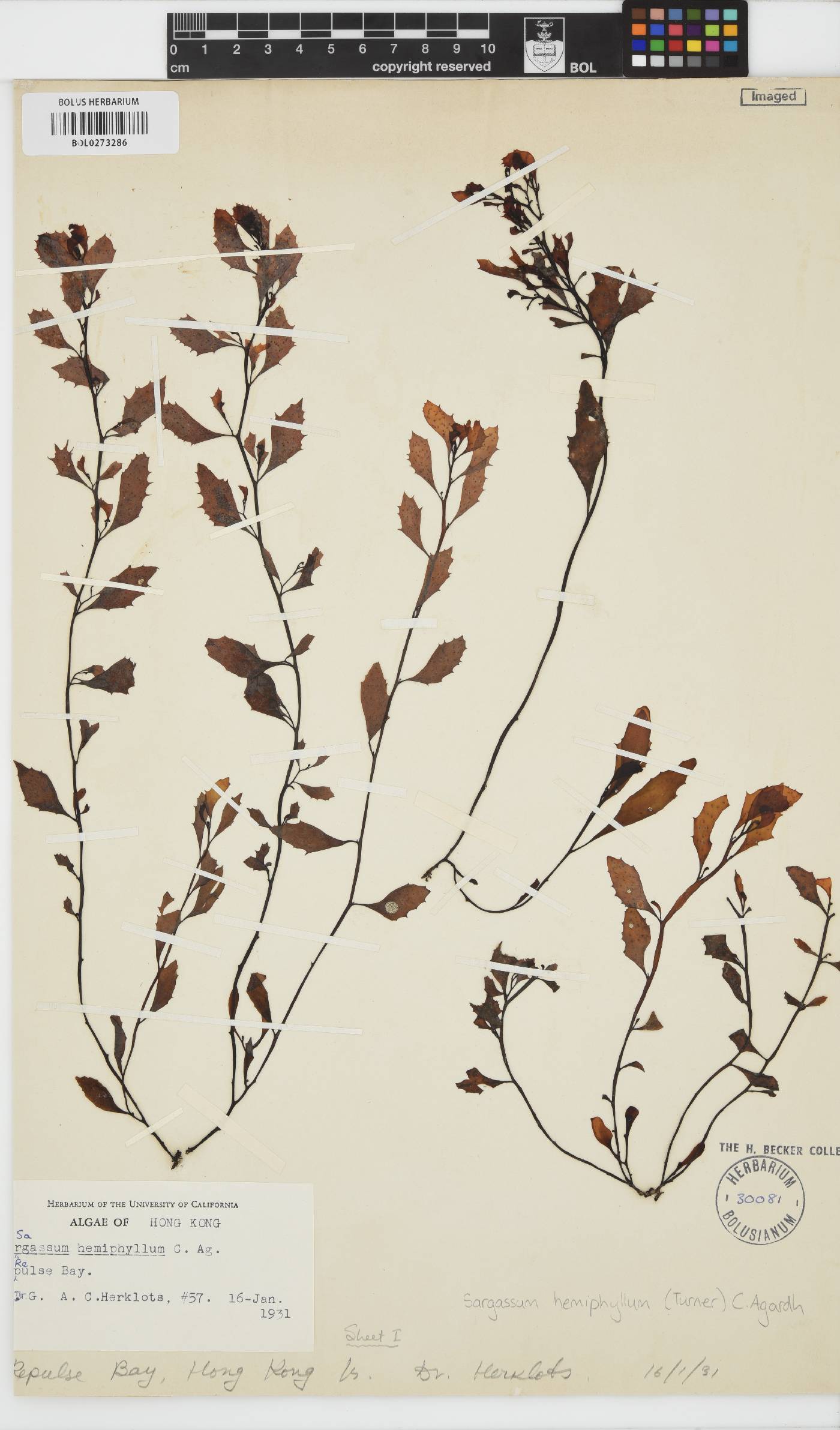 Sargassum hemiphyllum image