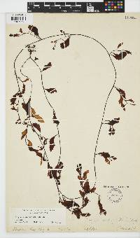 Sargassum hemiphyllum image