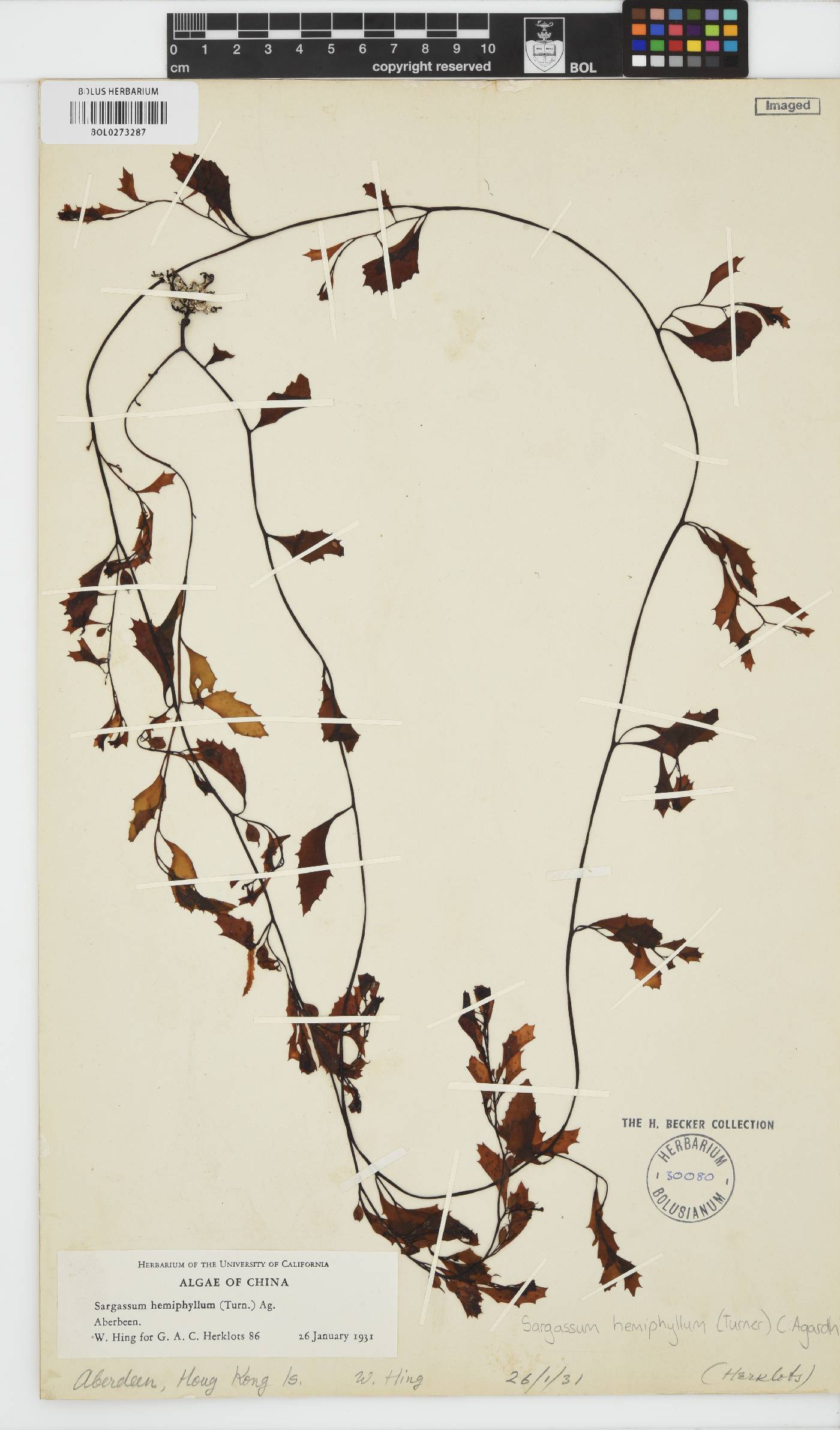 Sargassum hemiphyllum image