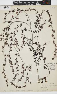 Sargassum hemiphyllum image