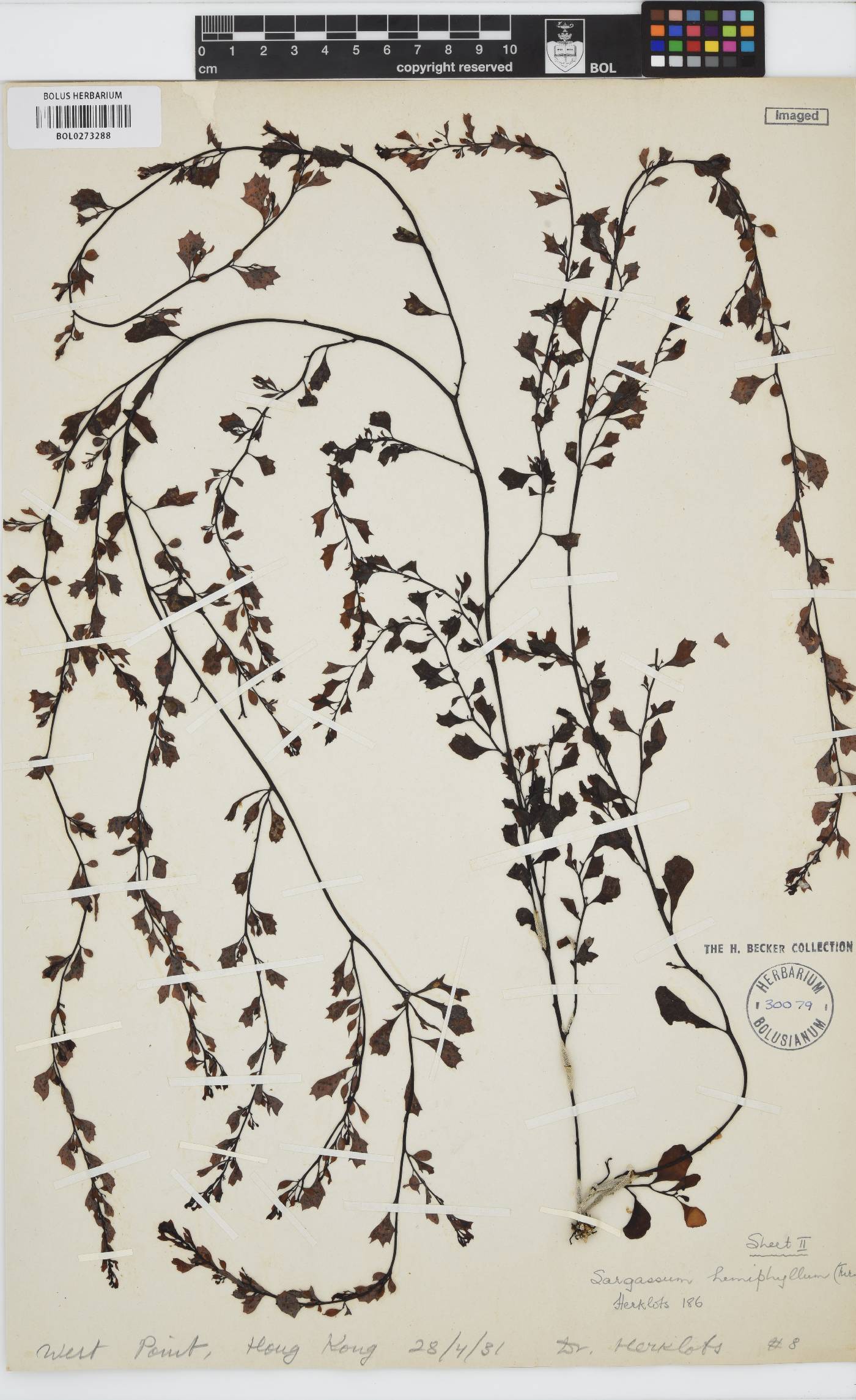 Sargassum hemiphyllum image