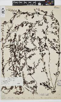 Sargassum hemiphyllum image