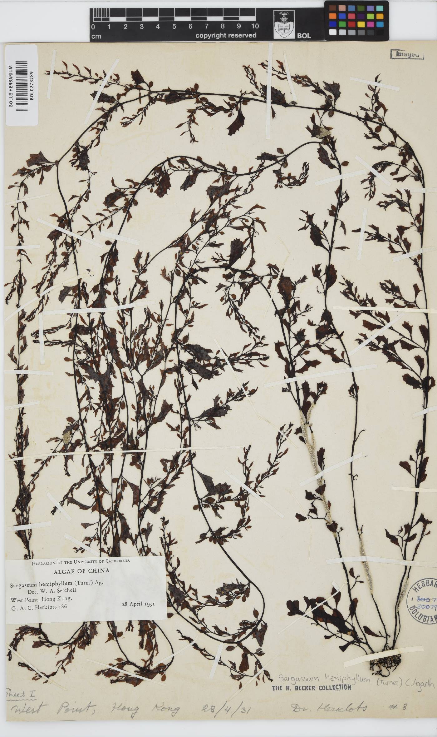 Sargassum hemiphyllum image