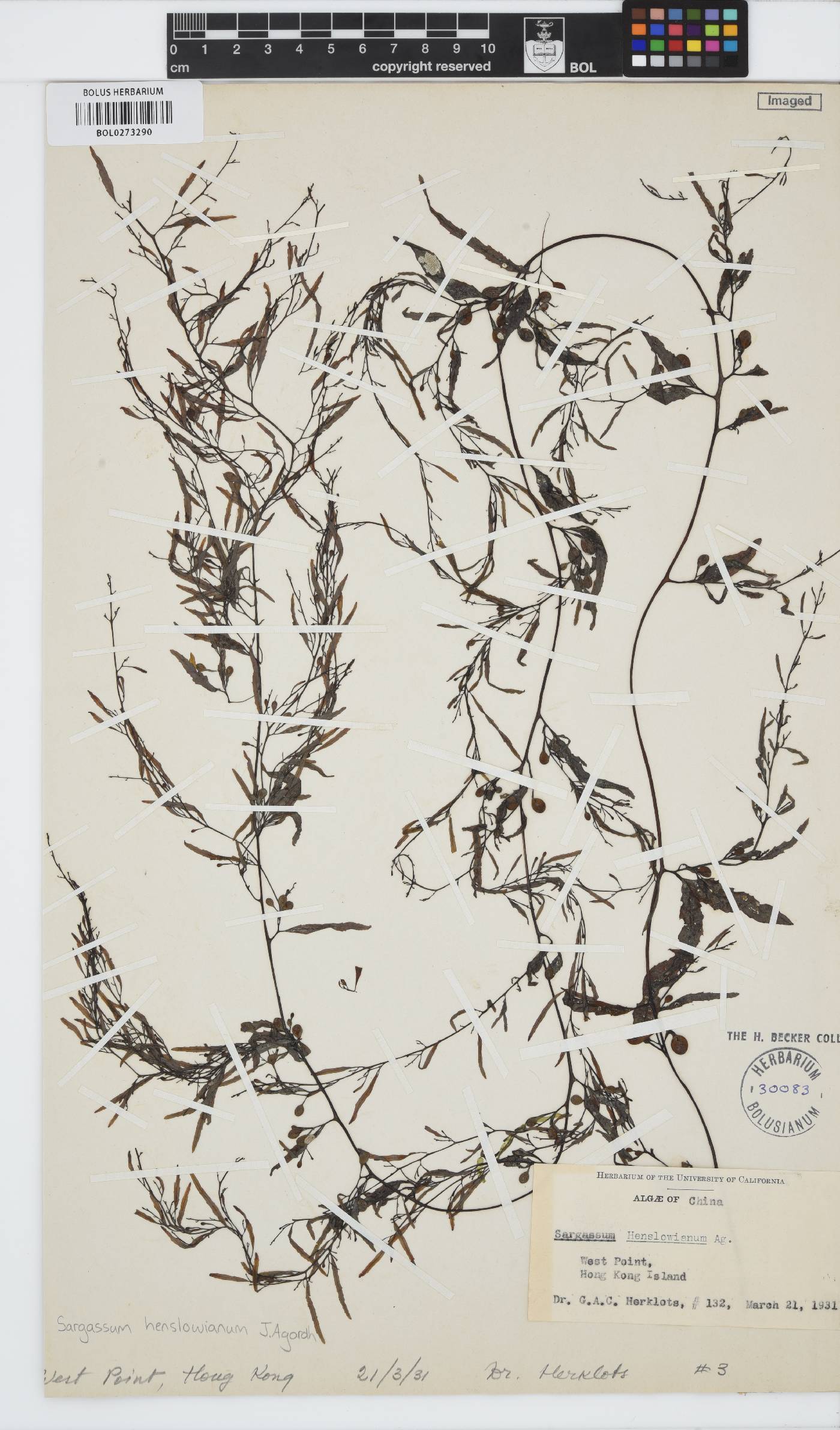 Sargassum henslowianum image