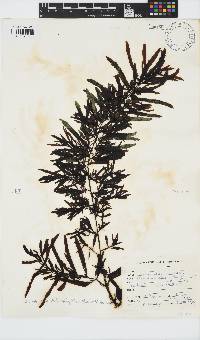 Sargassum incisifolium image