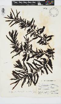 Sargassum incisifolium image