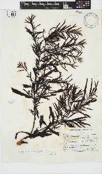 Sargassum incisifolium image