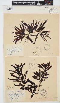 Sargassum incisifolium image