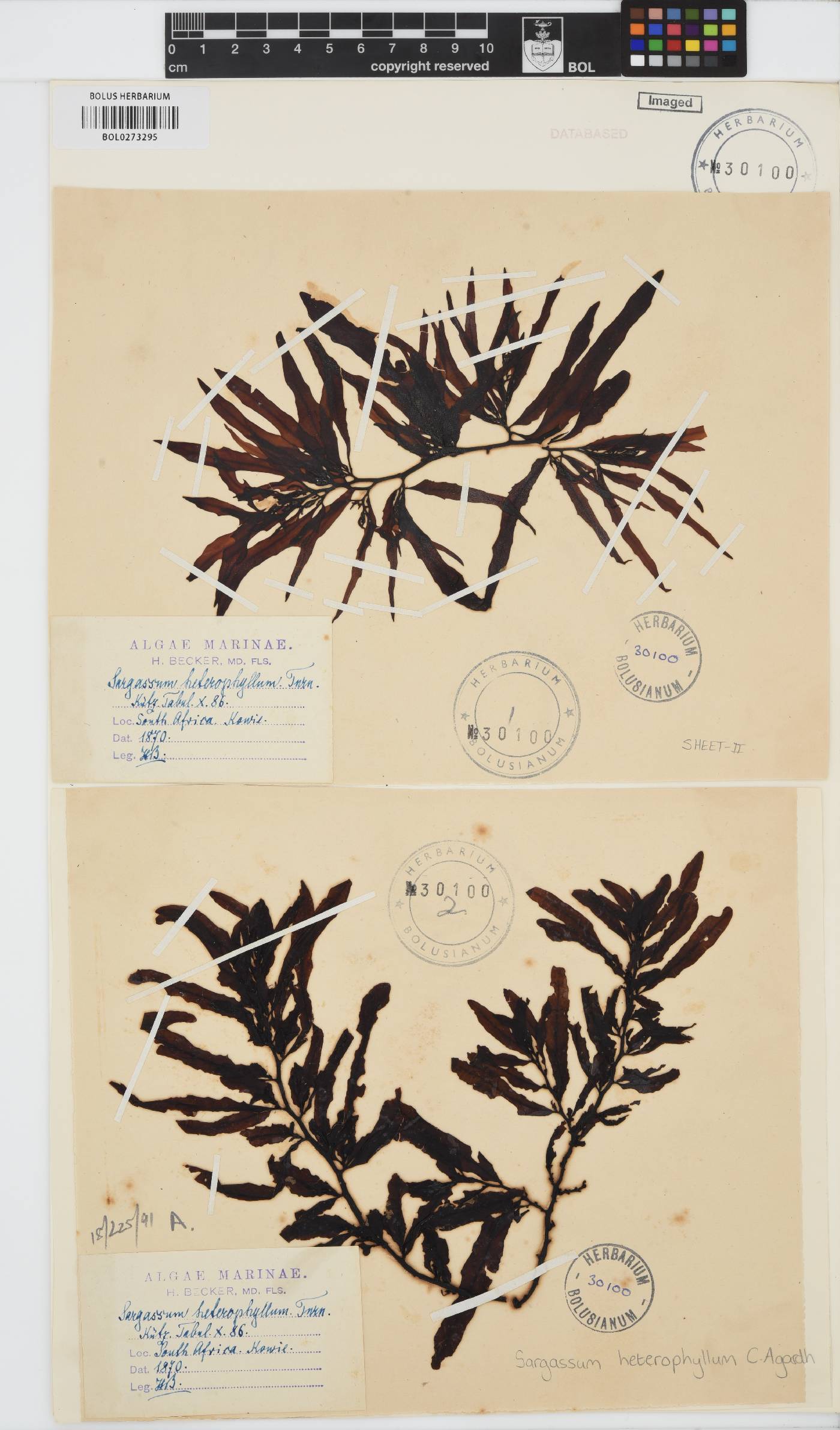 Sargassum incisifolium image