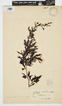 Sargassum incisifolium image
