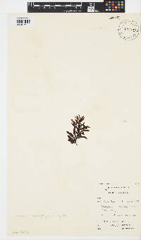 Sargassum incisifolium image