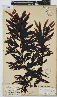 Sargassum incisifolium image