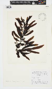 Sargassum incisifolium image