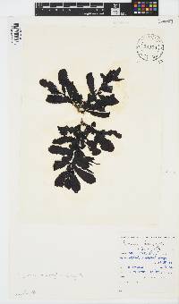 Sargassum incisifolium image