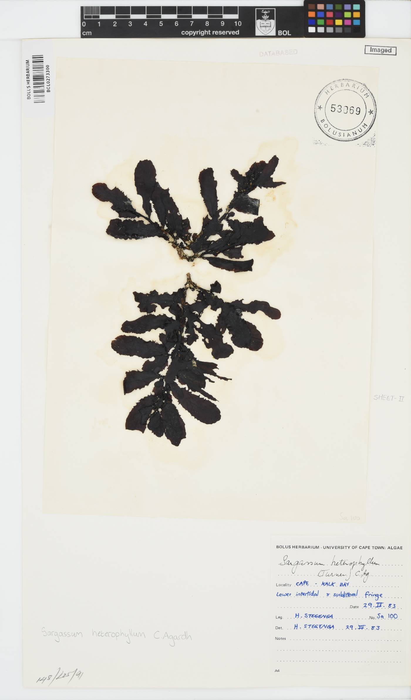 Sargassum incisifolium image