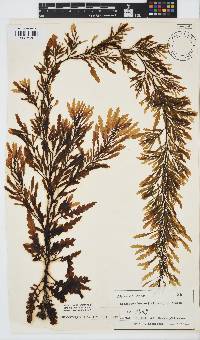 Image of Sargassum horneri