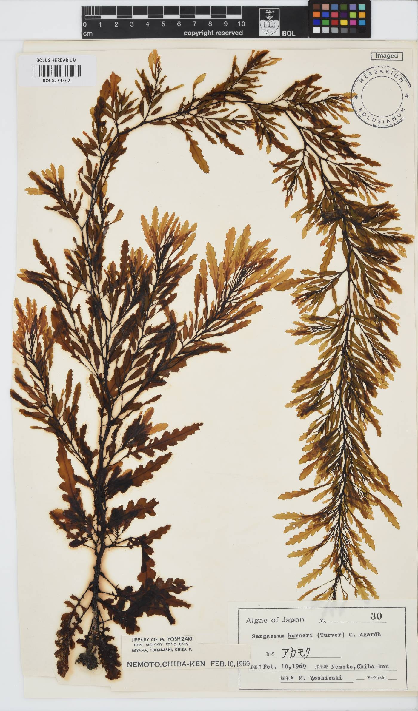 Sargassum horneri image