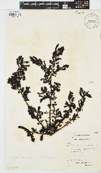 Sargassum incisifolium image