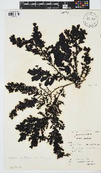 Sargassum incisifolium image