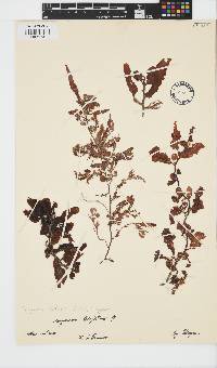 Image of Sargassum latifolium