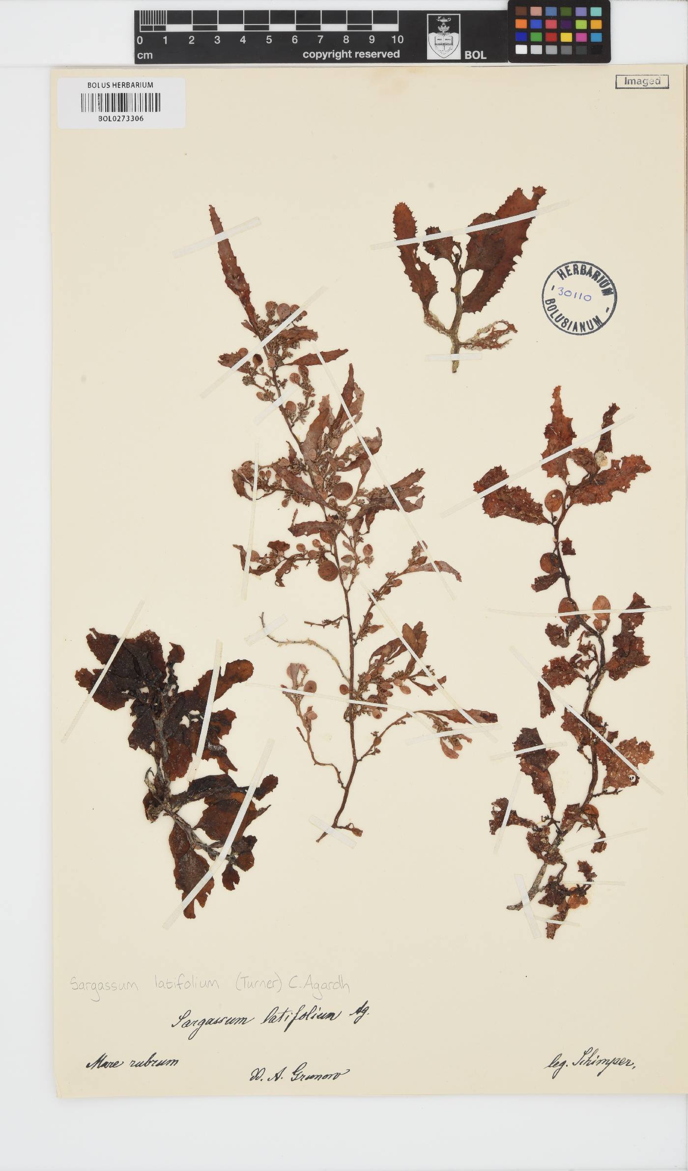 Sargassum latifolium image