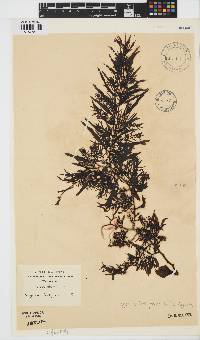 Sargassum lendigerum image