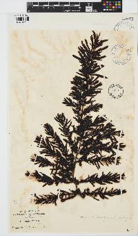 Sargassum lendigerum image