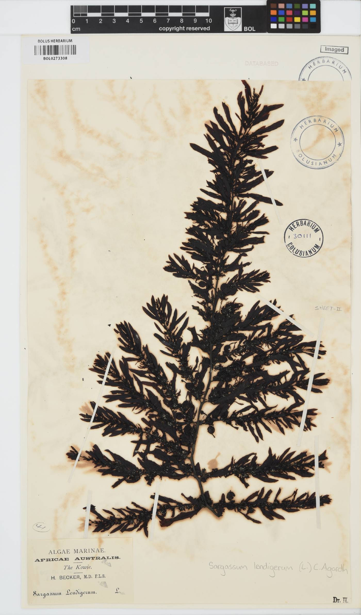 Sargassum lendigerum image