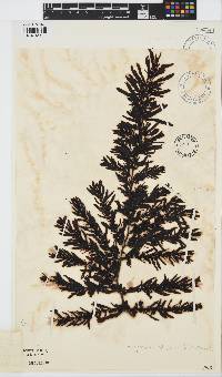 Sargassum lendigerum image