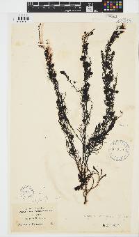 Sargassum lendigerum image