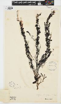 Sargassum lendigerum image