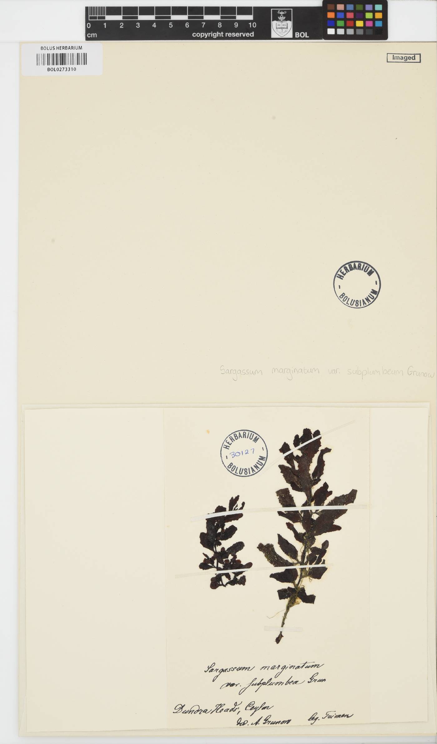 Sargassum marginatum var. subplumbeum image