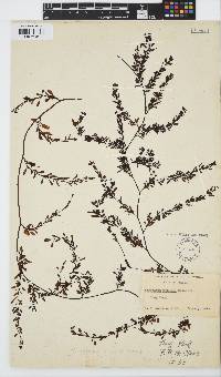 Image of Sargassum mcclurei