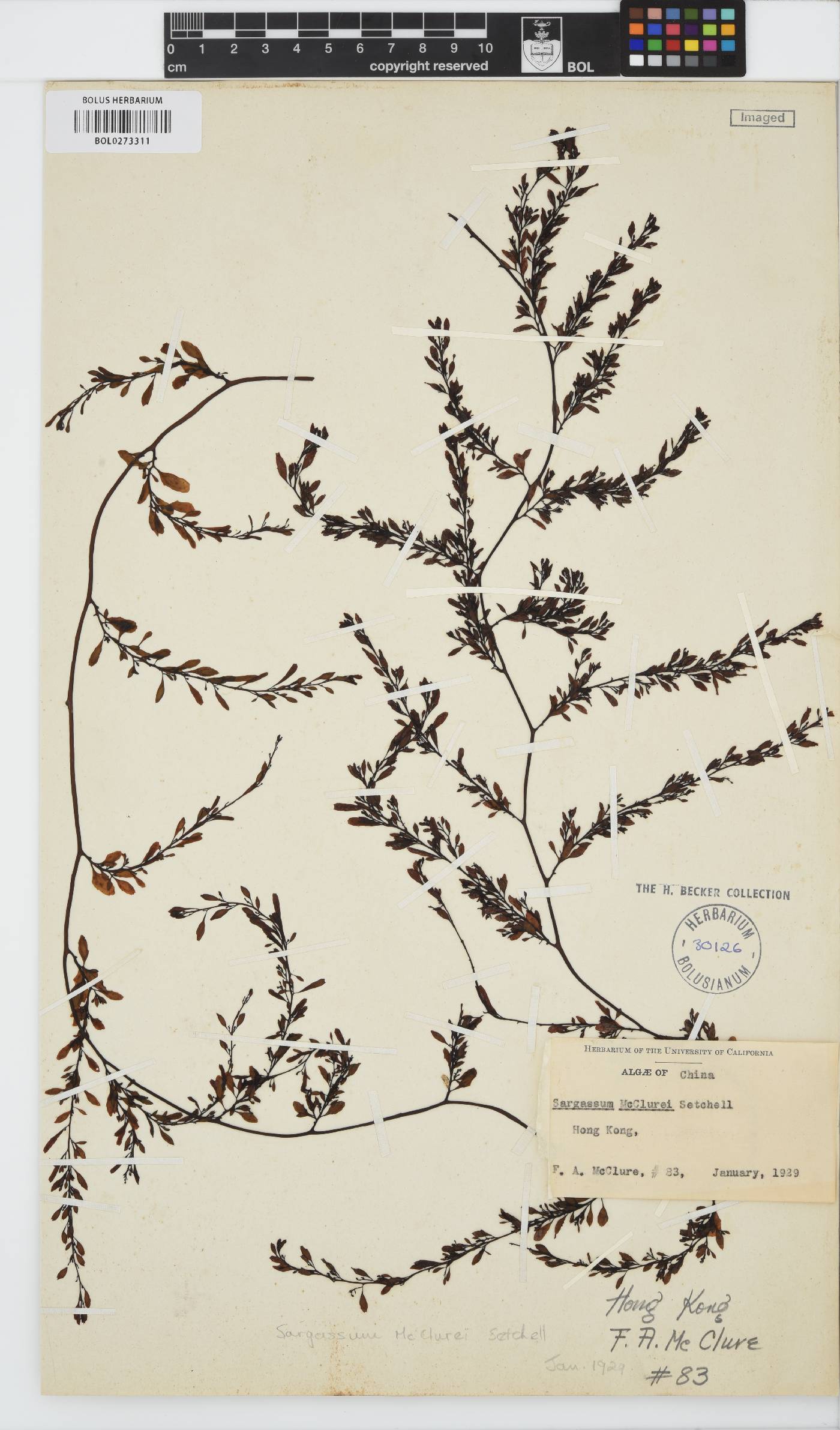 Sargassum mcclurei image