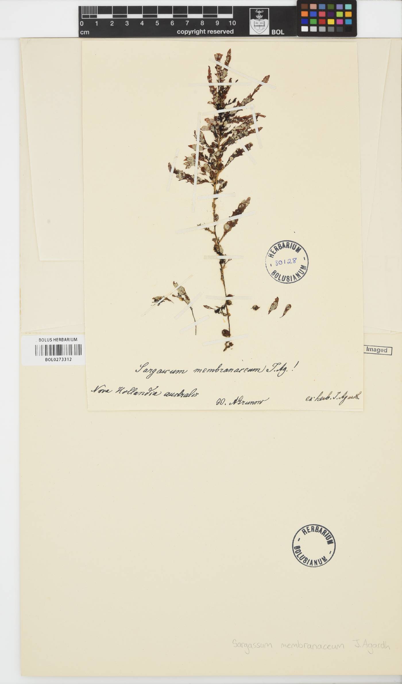 Sargassum paradoxum image
