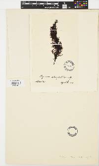 Image of Sargassum linearifolium