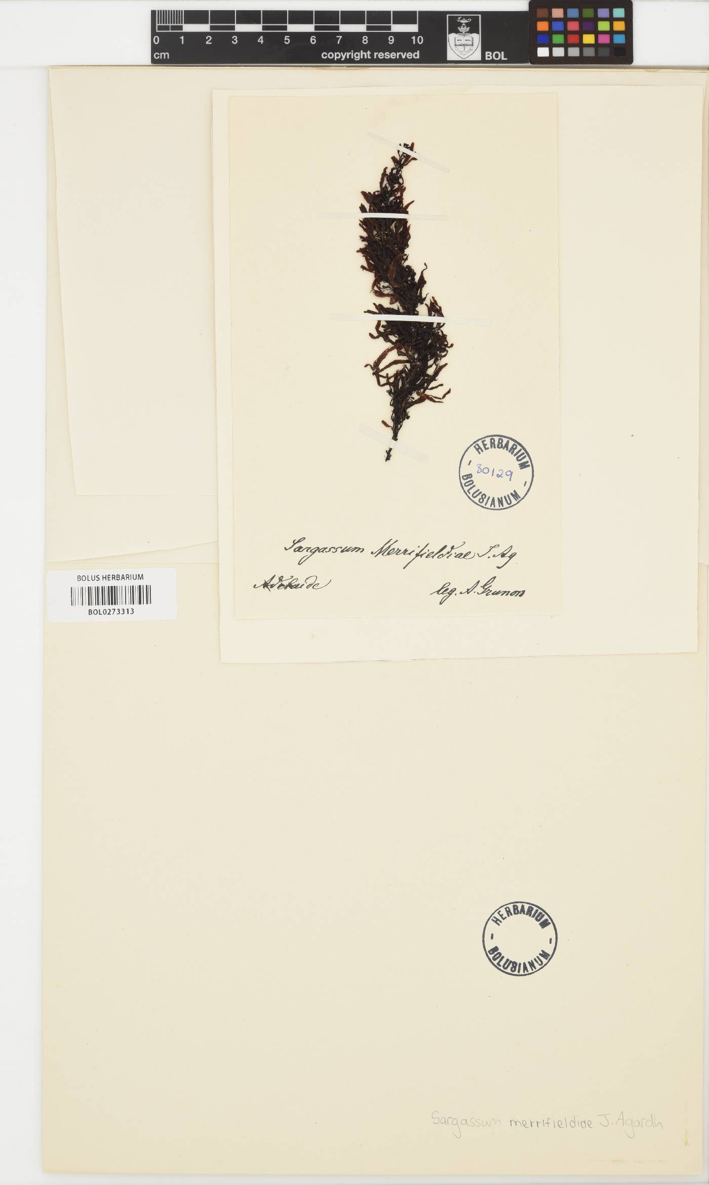 Sargassum linearifolium image