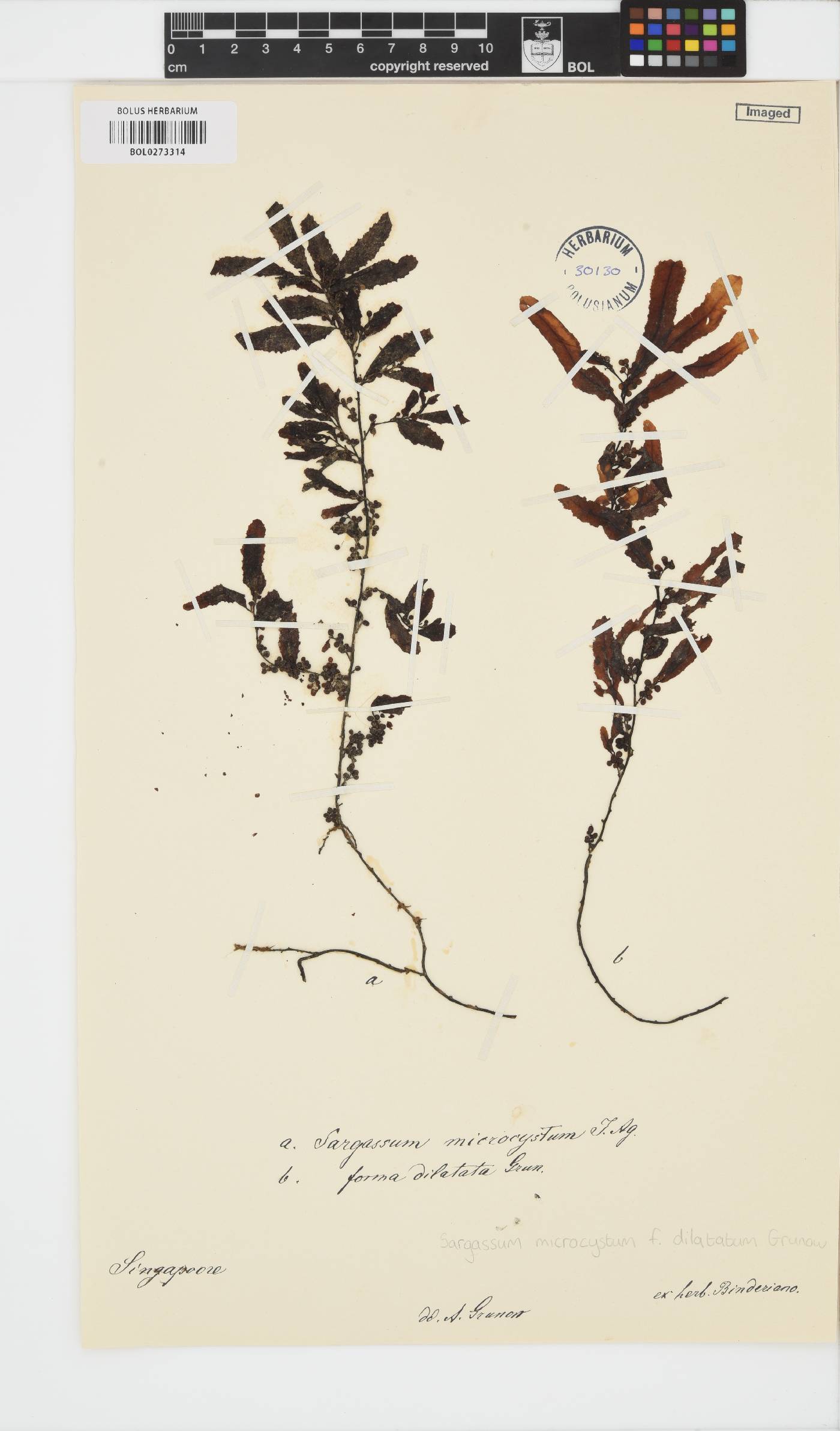 Sargassum microcystum f. dilatatum image