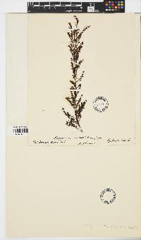 Image of Sargassum microphyllum