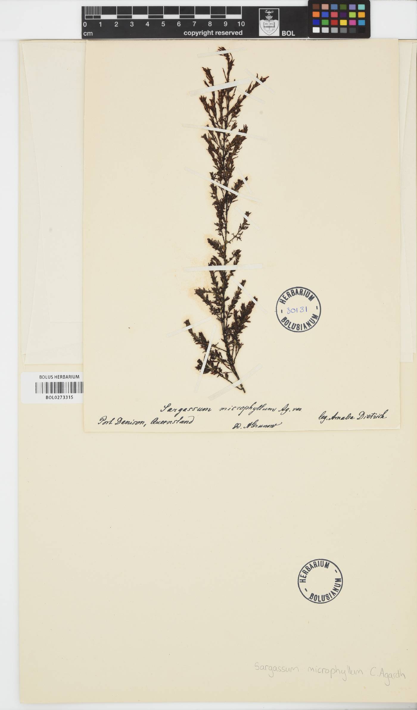 Sargassum microphyllum image
