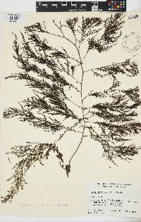 Image of Sargassum muticum