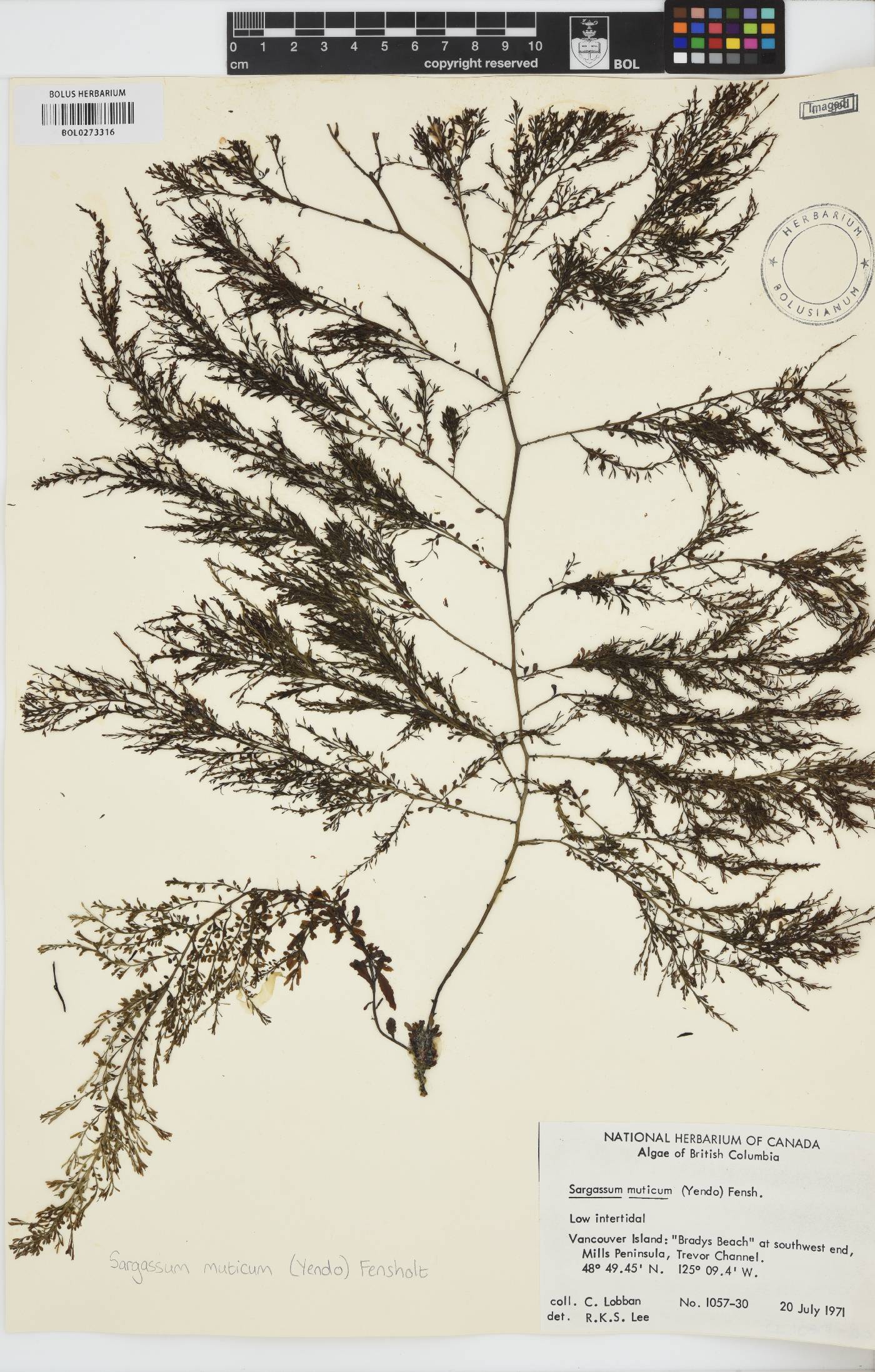 Sargassum muticum image