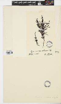 Image of Sargassum neurophorum